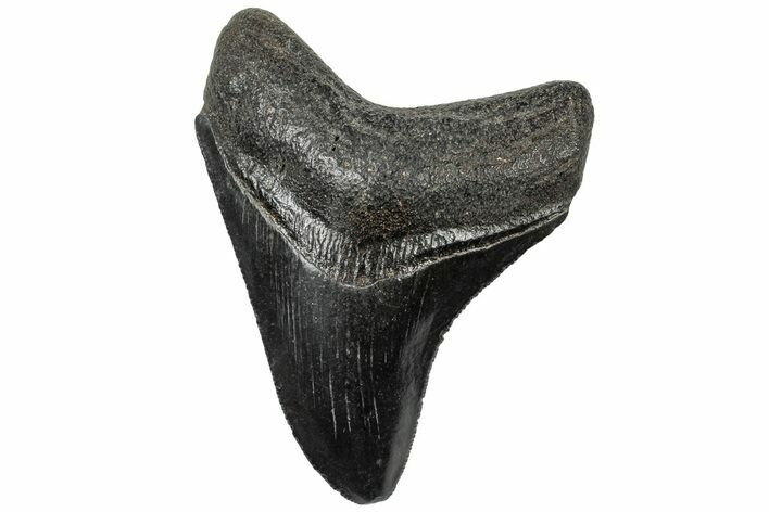 Serrated, Fossil Megalodon Tooth - South Carolina #310074